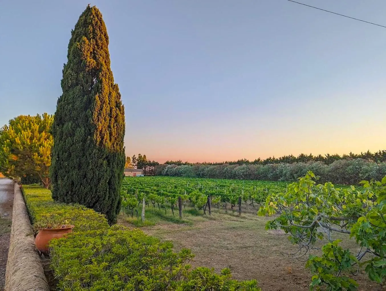 Vigneto al tramonto con cipresso e siepi nel paesaggio rurale