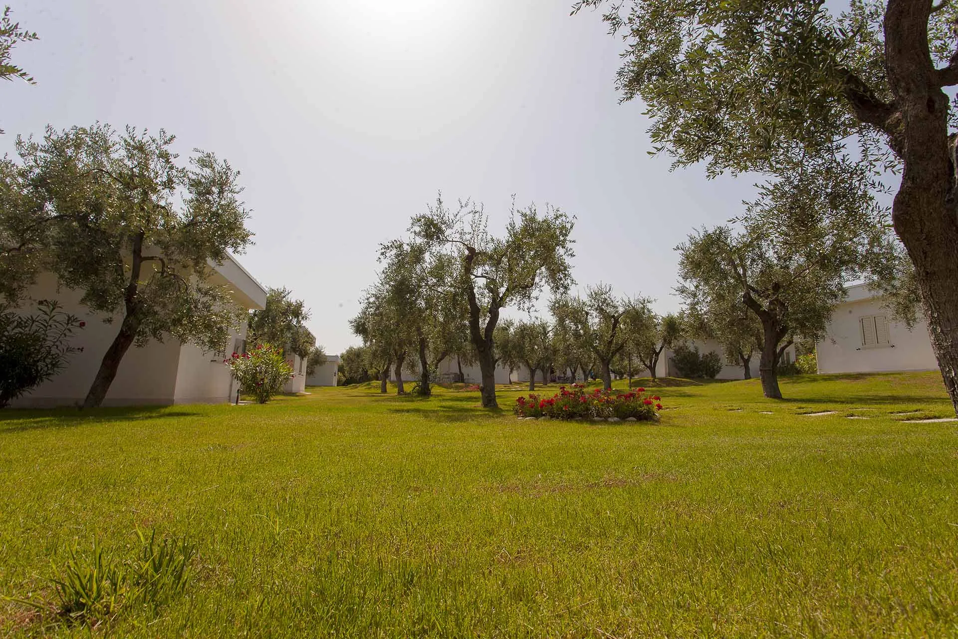 Giardino verde con uliveti e aiuole fiorite tra i bungalow bianchi del villaggio