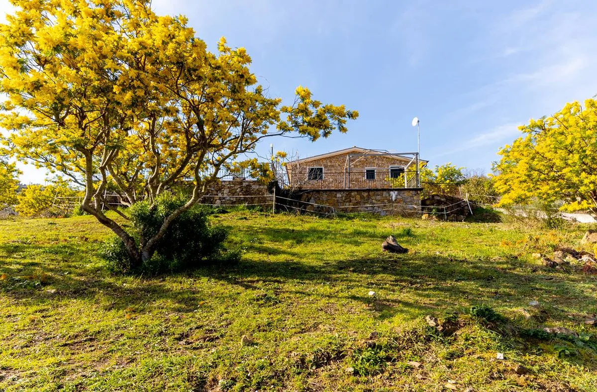 Casa in pietra su collina con prato verde e alberi di mimosa gialla in fiore