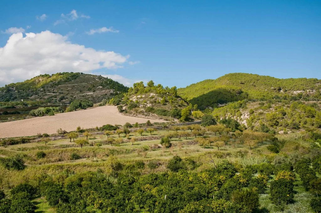 Paesaggio collinare con uliveti e cielo azzurro nella campagna siciliana