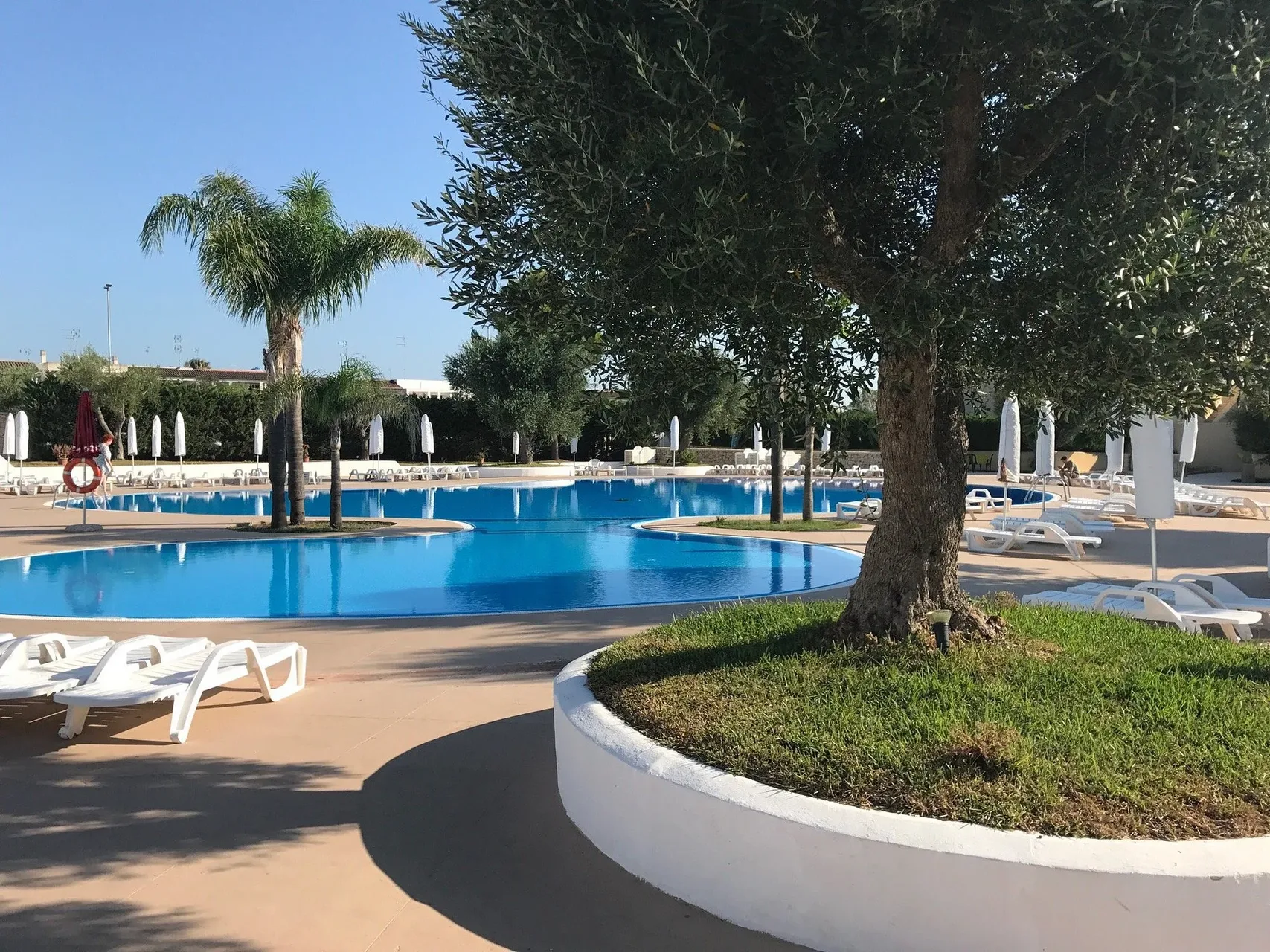 Piscina curvilinea con aiuola centrale, ulivo, palme e lettini bianchi bordo piscina