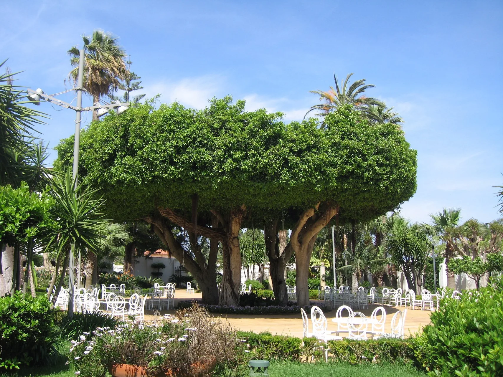 Area giardino con grande albero sagomato, tavolini bianchi e vegetazione rigogliosa
