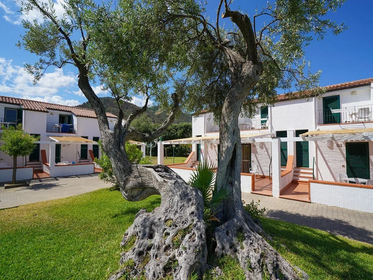 Villette bianche con verande tra ulivi secolari e prato verde