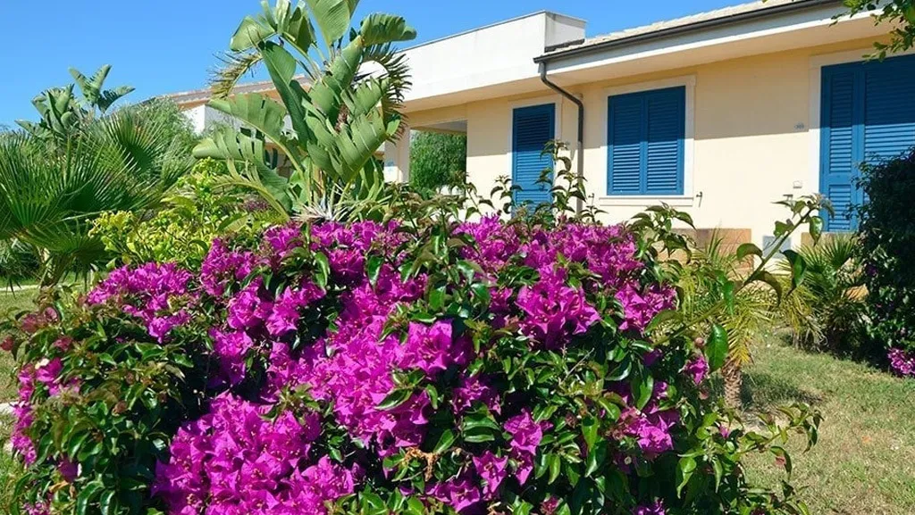 Bougainvillea fucsia in fiore davanti a edificio con persiane blu